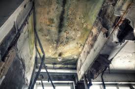 Why You Should Choose Our Mold Remediation Services in Corcoran, CA